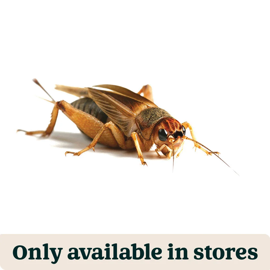 Reliable Pets at Home Live Reptile Food Brown Crickets 3rd 8-10mm 200 Pack Relaxed