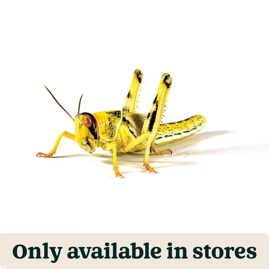 Genuine Pets at Home Live Reptile Food Locusts 4th Hoppers 28-32mm 10 Pack Green