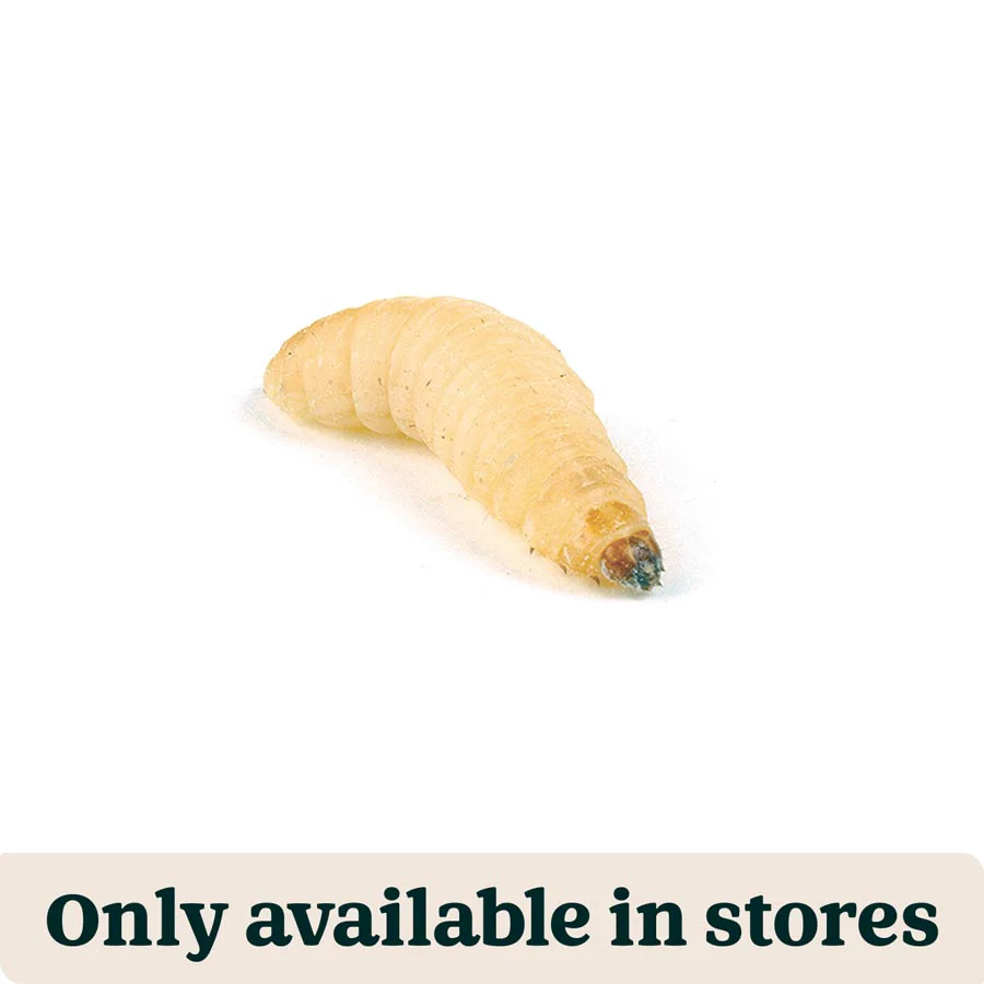 Fast Pets at Home Live Reptile Food Waxworms 15-20mm 15g Original Design
