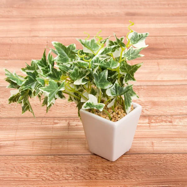 Innovative 20CM ENGLISH IVY W 90L W CERANIC POT F201-80A 90LNT Environmentally Friendly