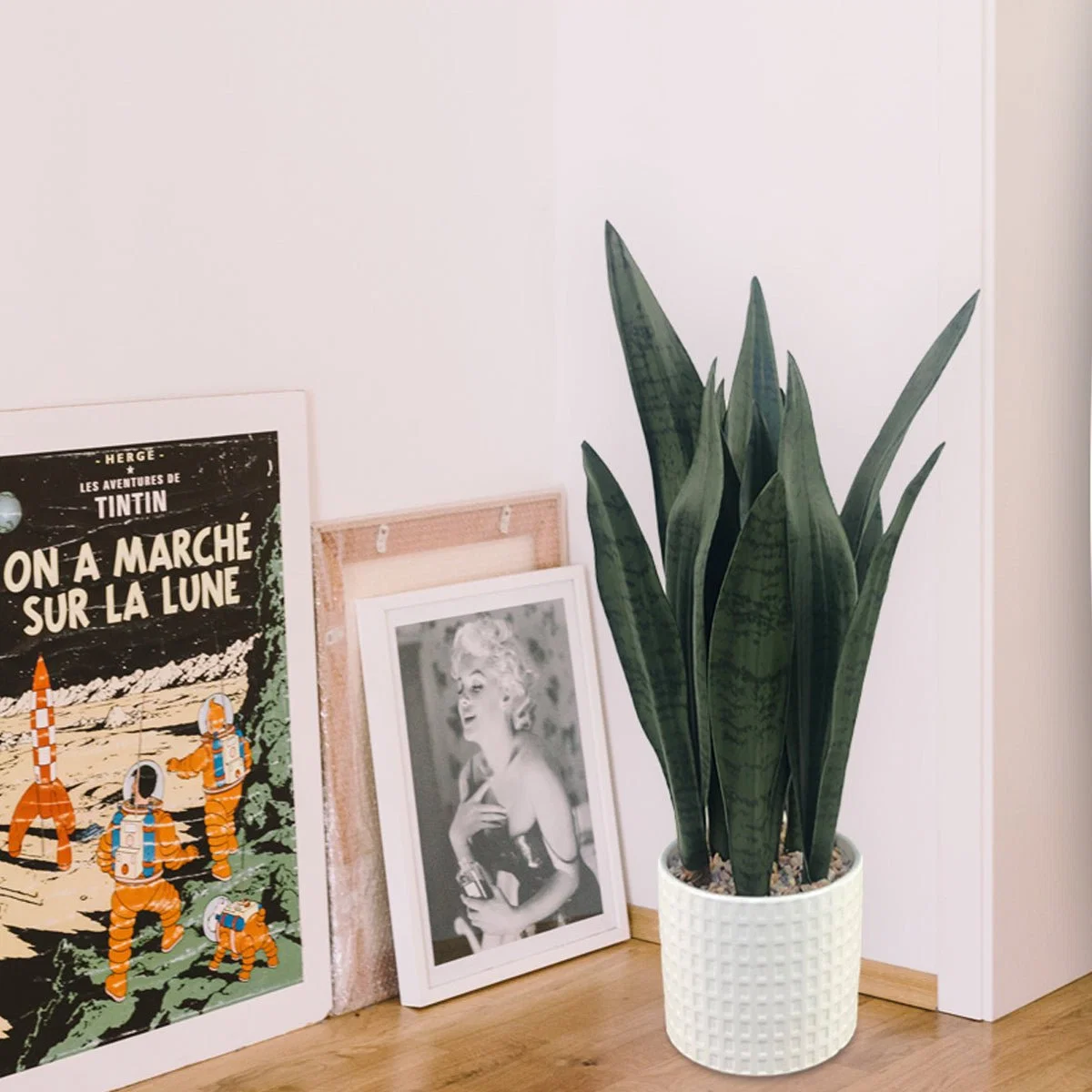 User-Friendly Snake Plant in White Ceramic Pot Durable