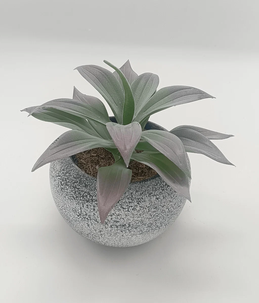 High-Grade Vintage-Style Succulent 13.5 x 12.5 cm 5.5 x 5 Fine Crafted