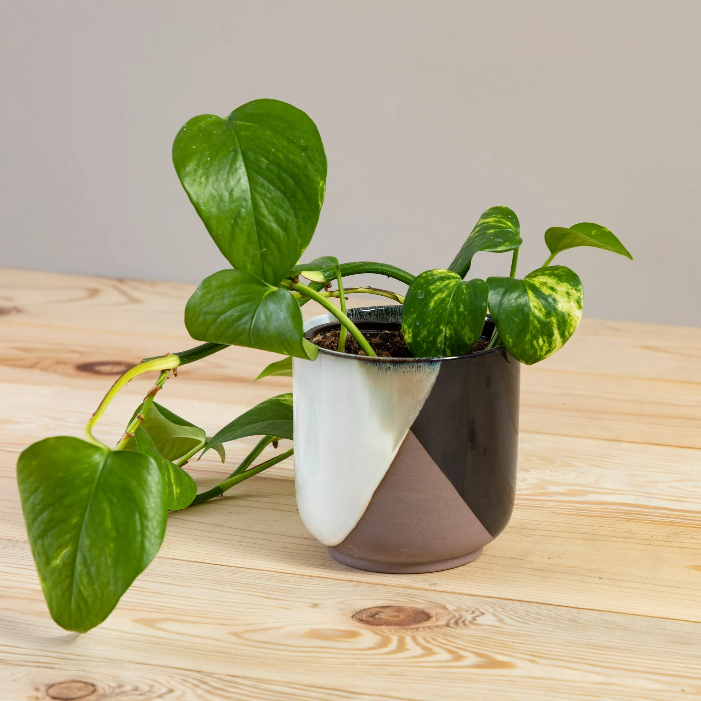 Solid Retro Pot Large Expertly Made