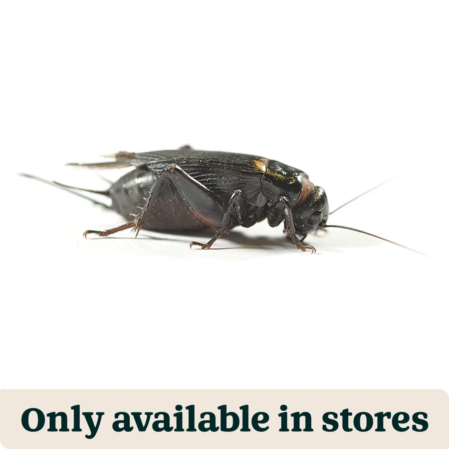 First-Class Pets at Home Live Reptile Food Black Crickets 18-25mm 615 Pack Genuine