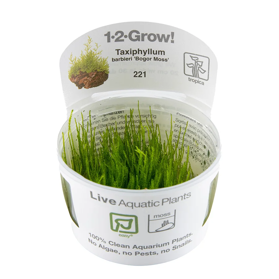 Artisan Tropica Taxiphyllum Barbieri Bogor Moss Aquarium Plant Functional