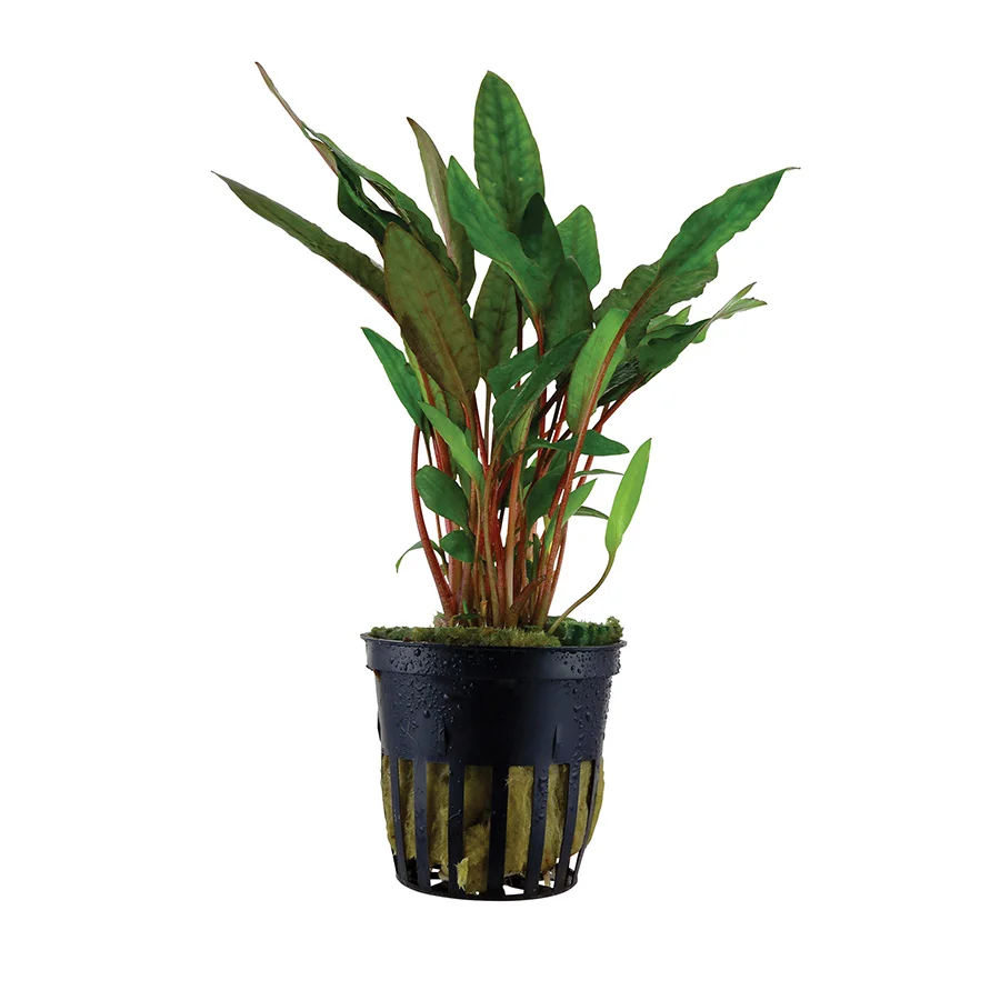 First-Class Tropica Cryptocoryne Beckettii x27 Petchii x27 Aquarium Plant Organic