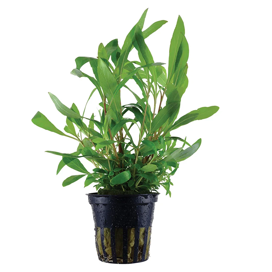 Outstanding Tropica Hygrophila Corymbosa x27 Siamensis 53B x27 Aquarium Plant Easy-to-Use