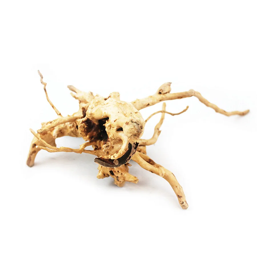 High-Grade Aqua One Azalea Root First-Class